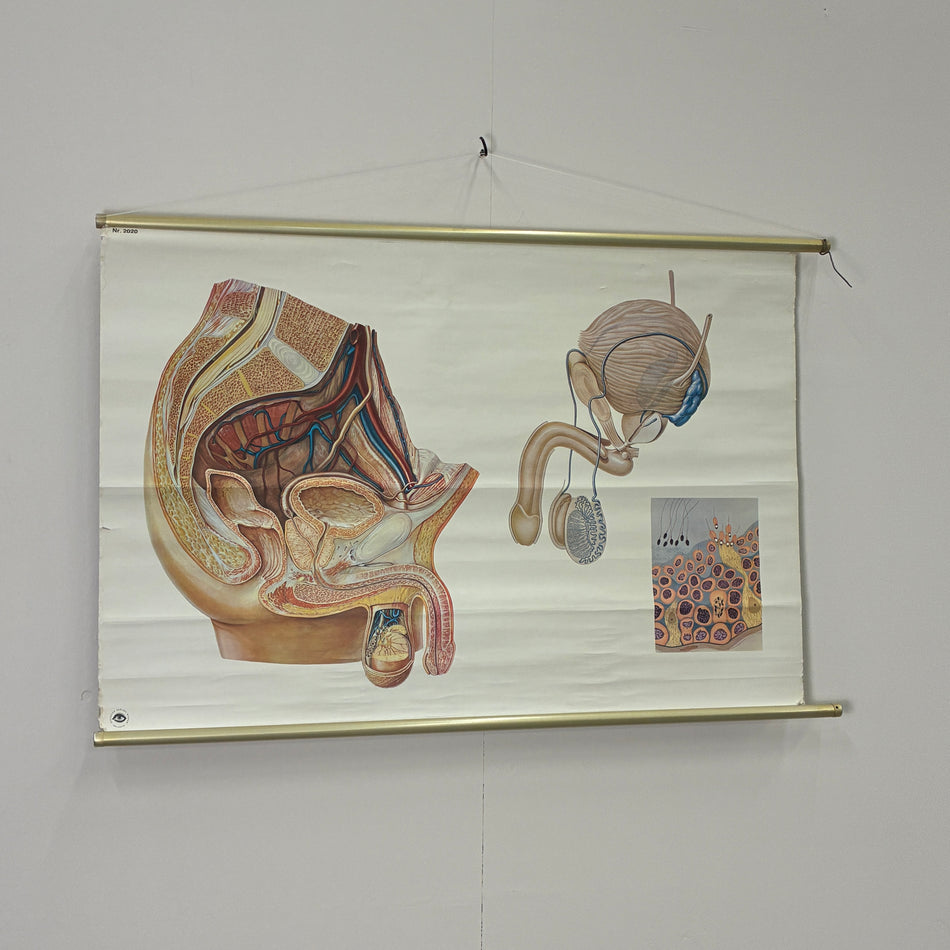 Vintage Schulkarte Becken Organe des Mannes Anatomie Rollbild Biologie Lehrtafel Wanddeko