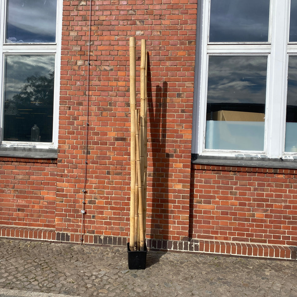 Bambus Pflanze Deko 300cm Outdoor
