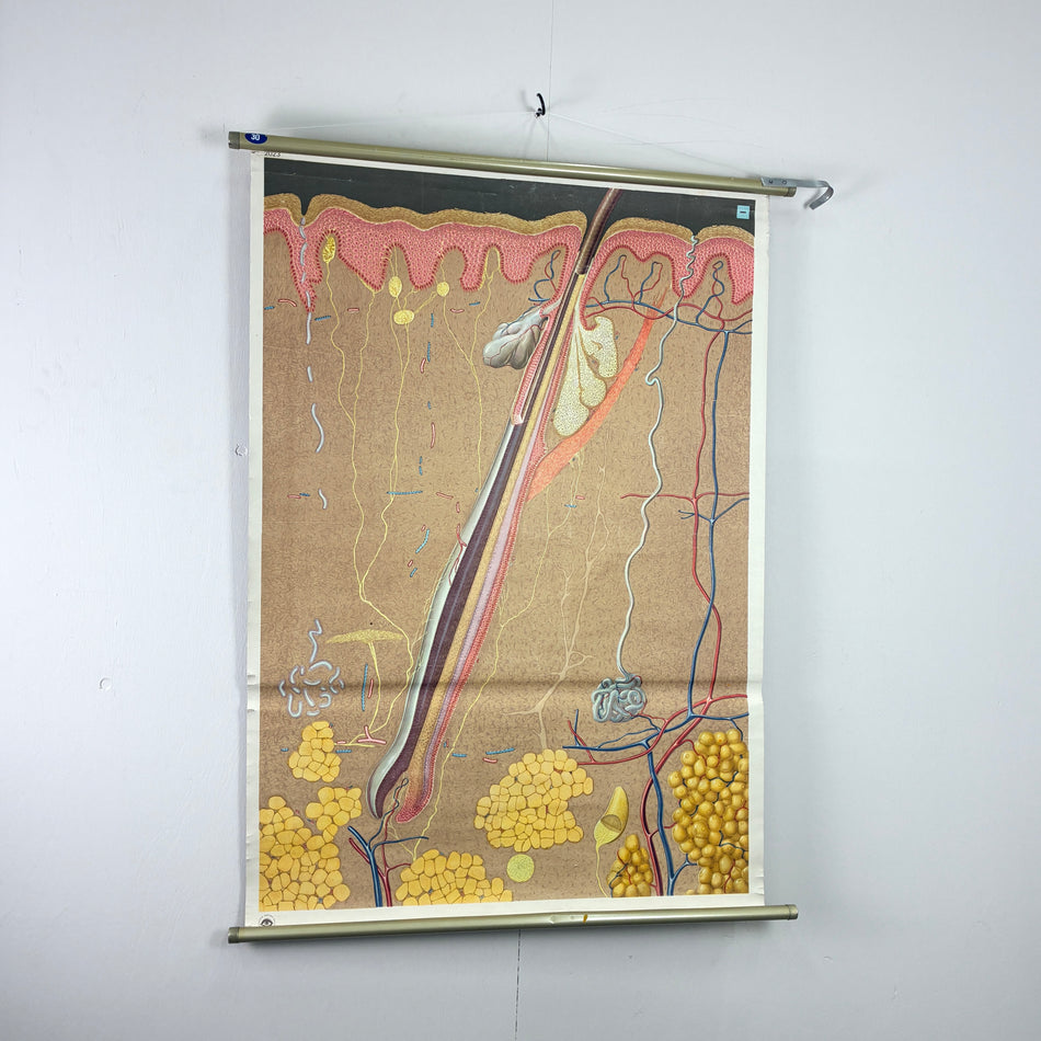 Vintage Schulkarte Aufbau der Haut Hygiene-Museum Anatomie Lehrtafel Wanddeko