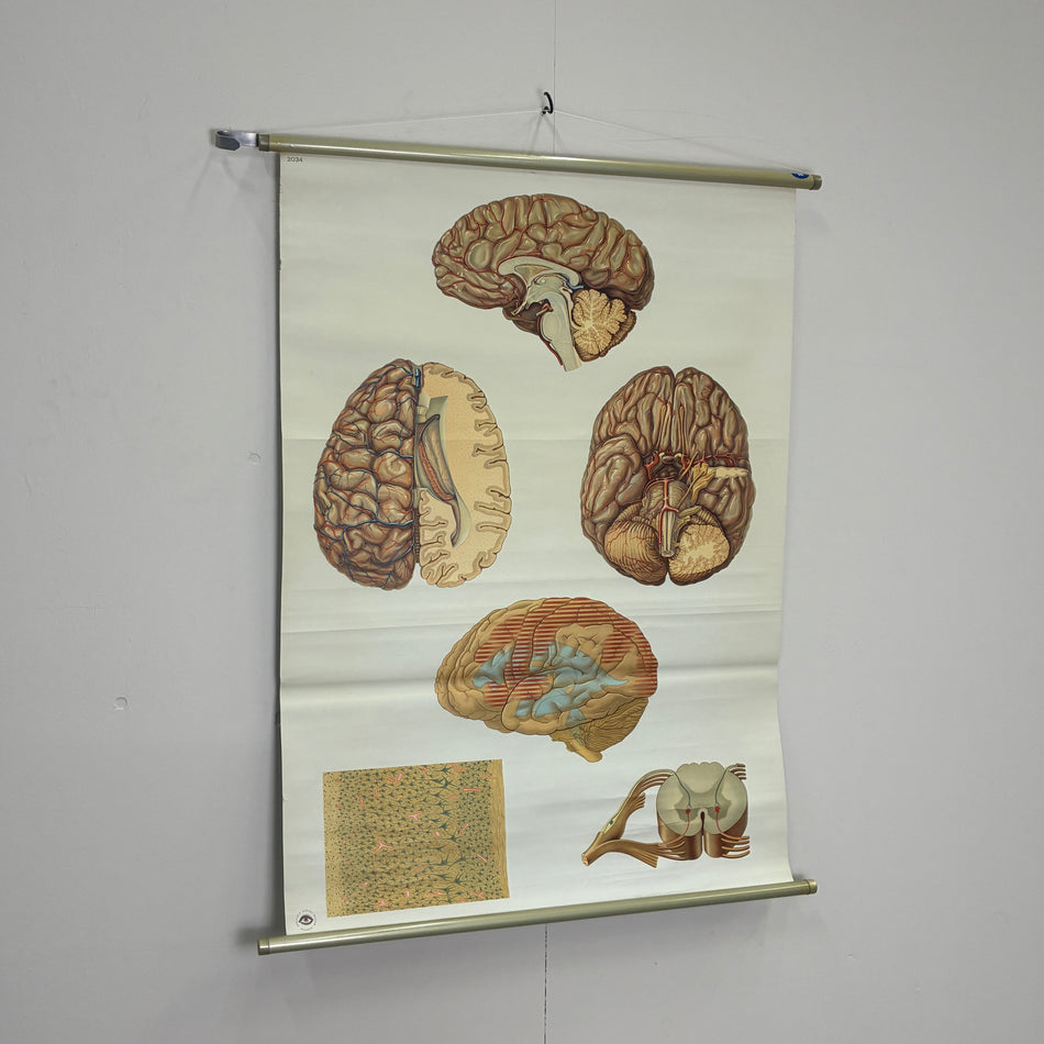 Vintage Schulkarte Das Gehirn Hygiene-Museum Anatomie Rollbild Nervensystem Lehrtafel