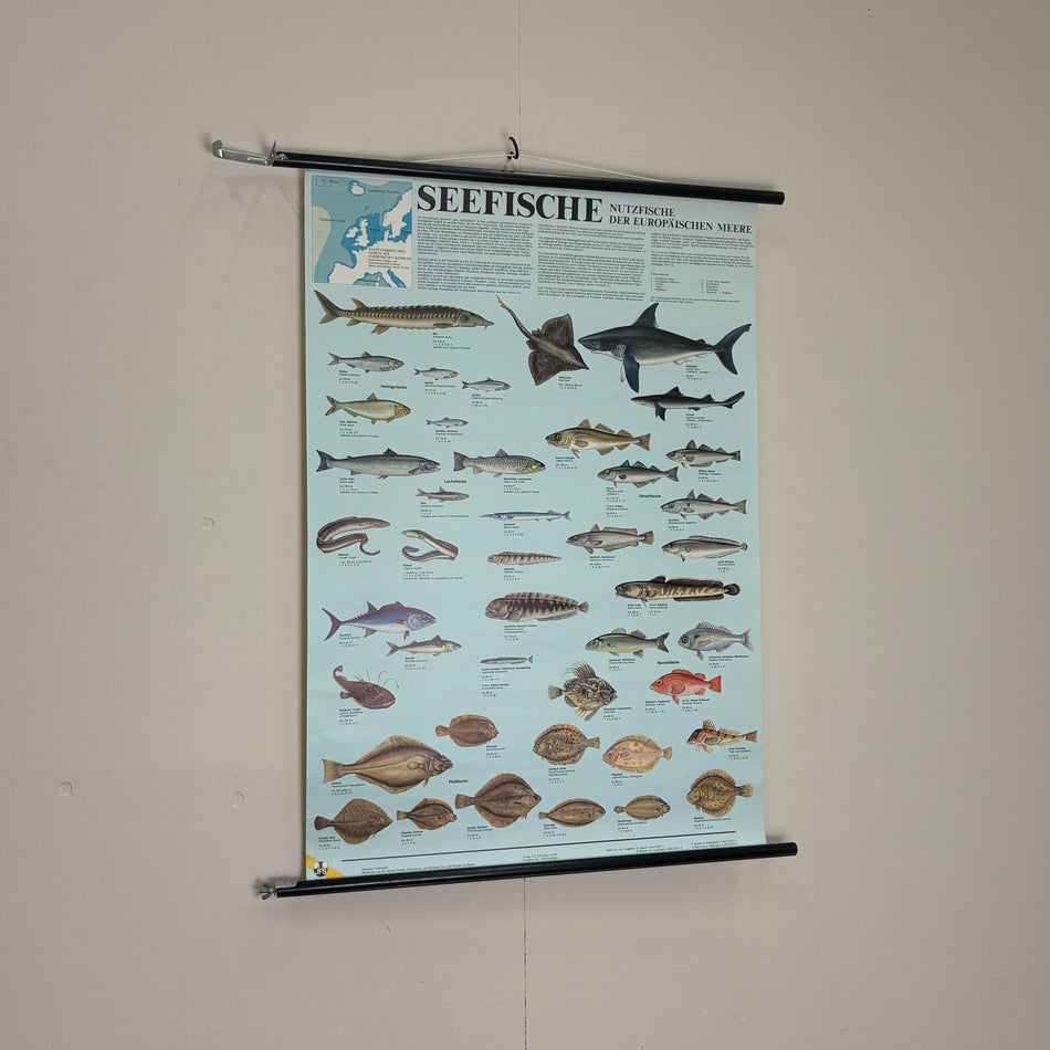 Vintage Schulkarte Seefische Paul Parey Biologie Rollbild Meeresbiologie Lehrtafel Wanddeko