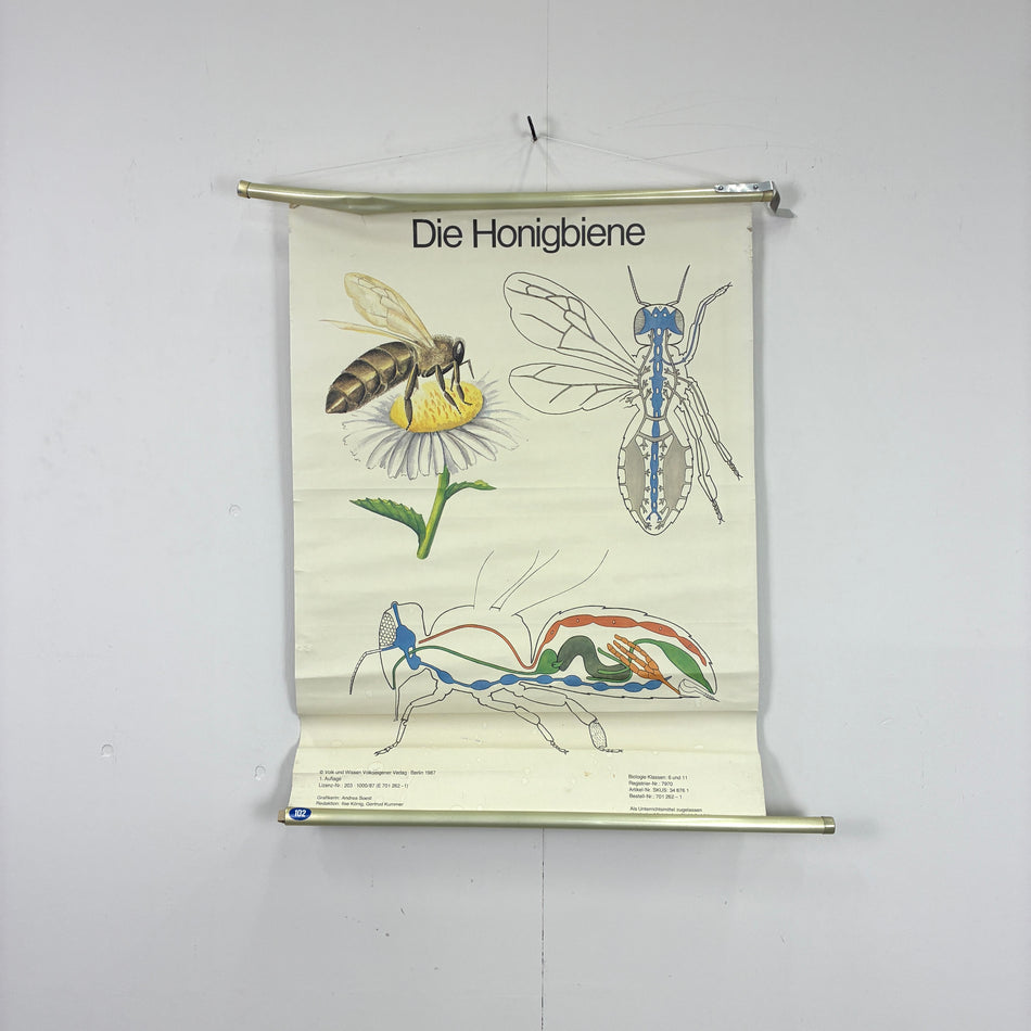 Vintage Schulkarte – Die Honigbiene – Biologie Lehrtafel Rollbild Wanddeko