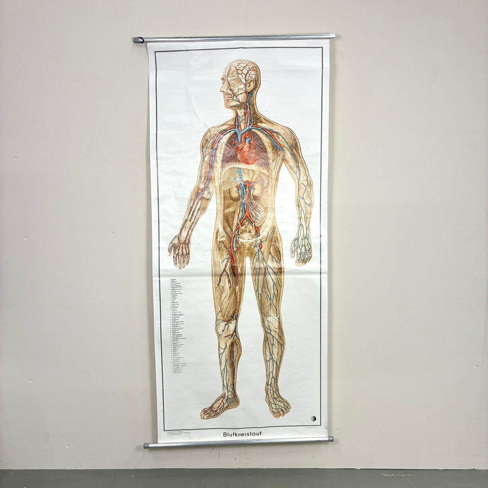 Vintage Schulkarte – Blutkreislauf – Biologie Lehrtafel Rollbild Wanddeko