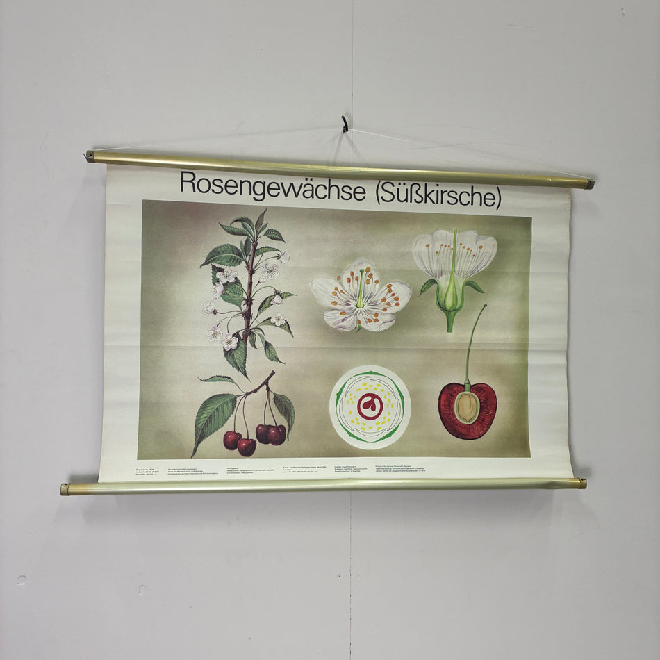 Vintage Schulkarte Rosengewächse Süßkirsche Botanik Rollbild Volk und Wissen Lehrtafel