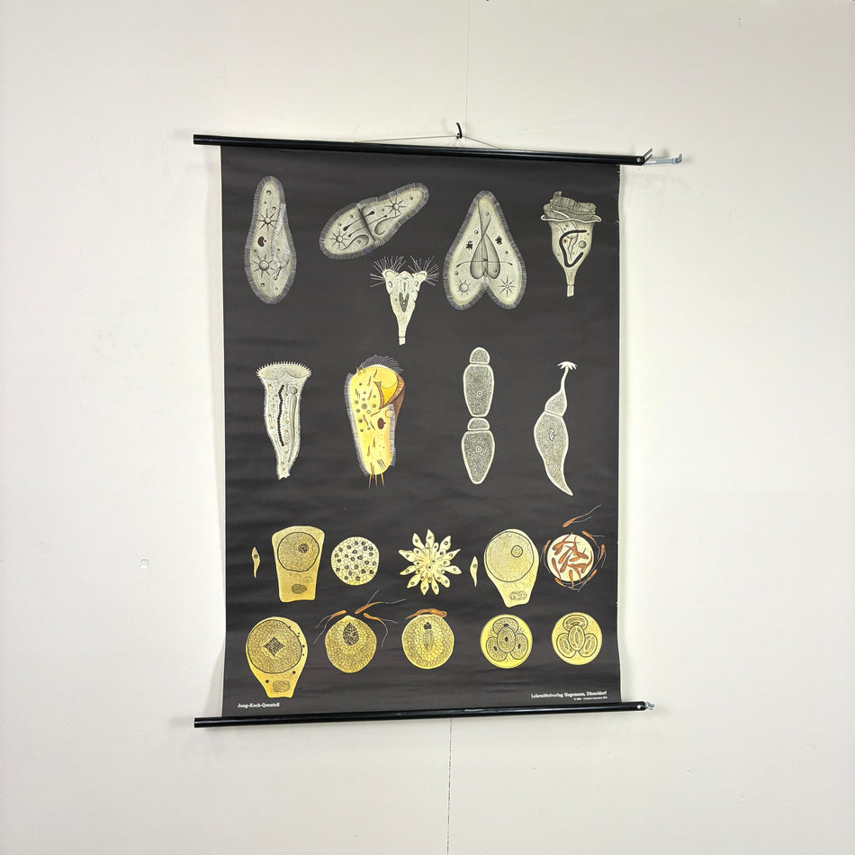 Vintage Schulkarte - Einzellige Organismen (Protozoen) - Rollbild Lehrtafel