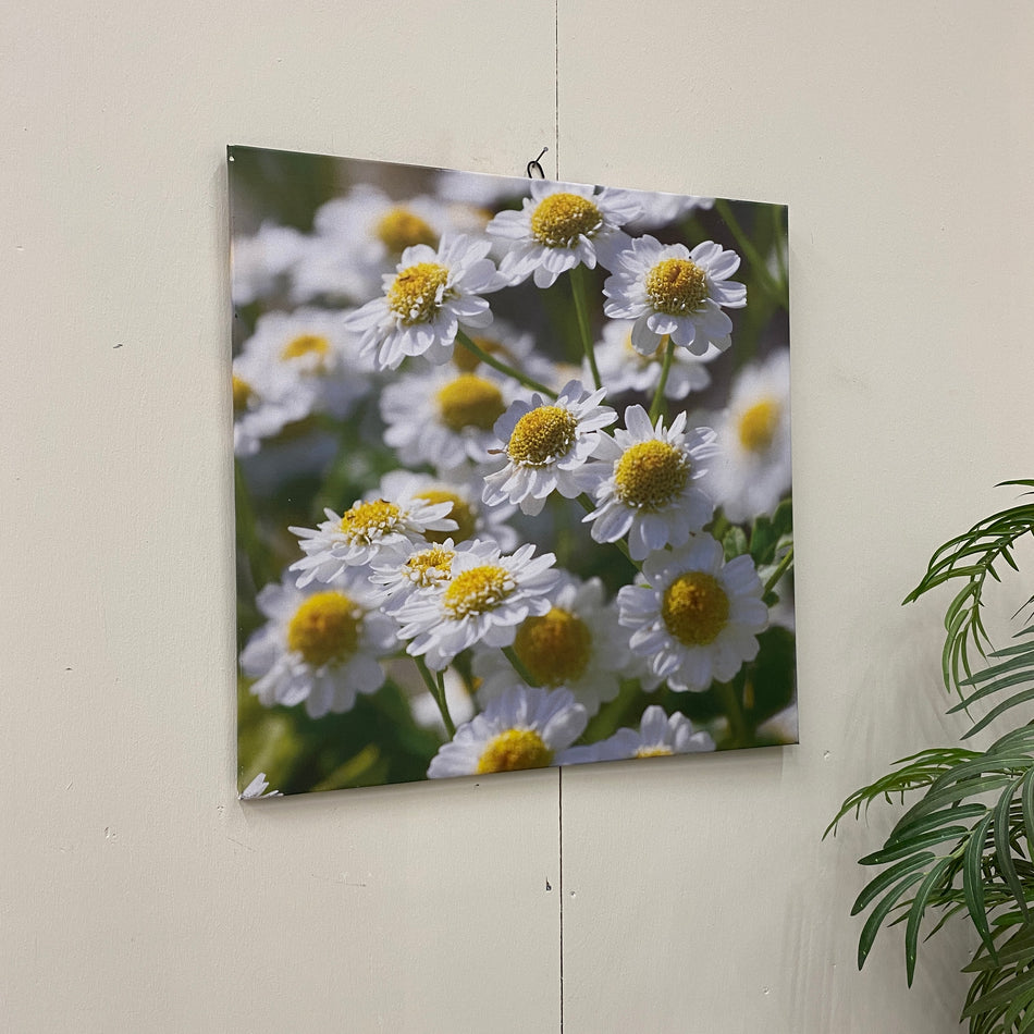 Wandbild Margeritte 80x80 Leinwand Fotodruck Deko Gebraucht