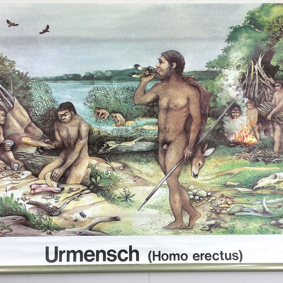 Vintage Schulkarte – Urmensch (Homo erectus) – Anthropologie Lehrtafel Rollbild Wanddeko