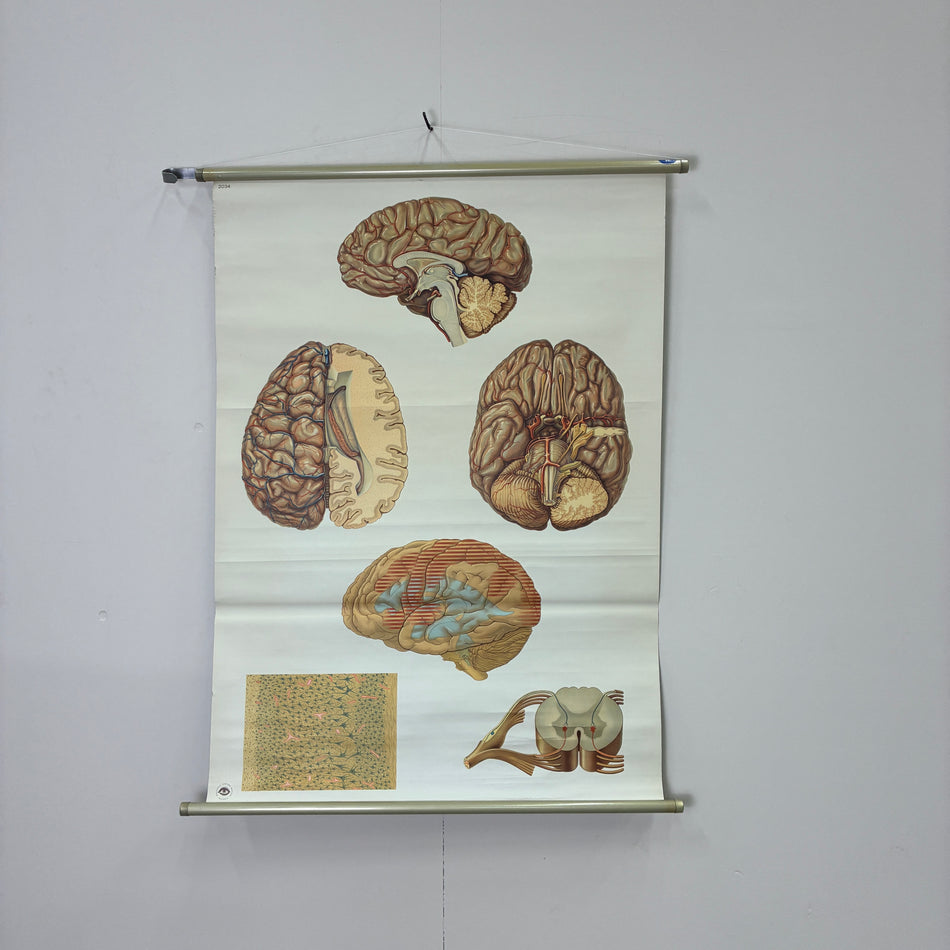 Vintage Schulkarte Das Gehirn Hygiene-Museum Anatomie Rollbild Nervensystem Lehrtafel