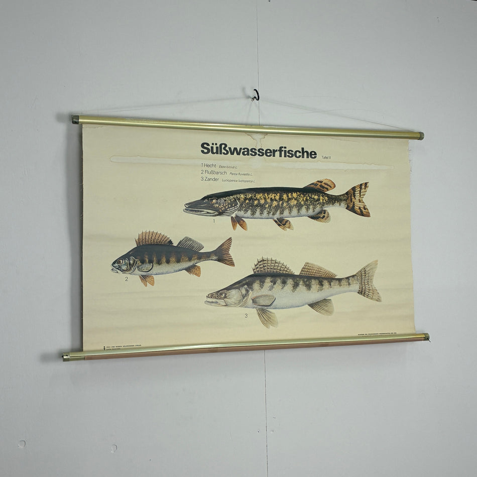 Vintage Schulkarte Süßwasserfische Hecht Barsch Zander Rollbild Lehrtafel Wanddeko