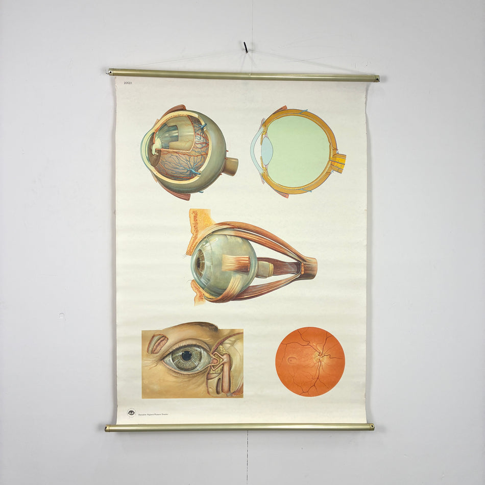 Vintage Schulkarte - Anatomie Menschliches Auge - Rollbild Lehrtafel Wanddeko