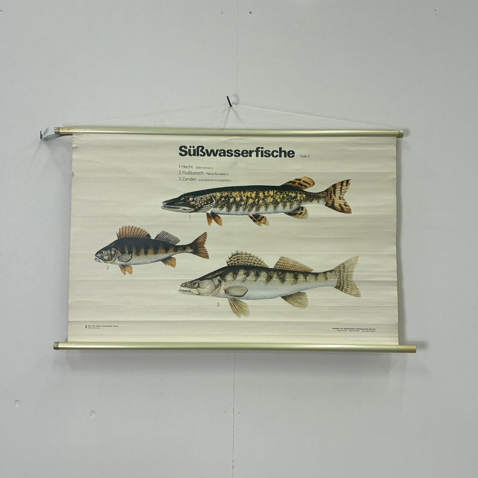 Vintage Schulkarte Süßwasserfische Hecht Barsch Zander Rollbild DDR Wanddeko