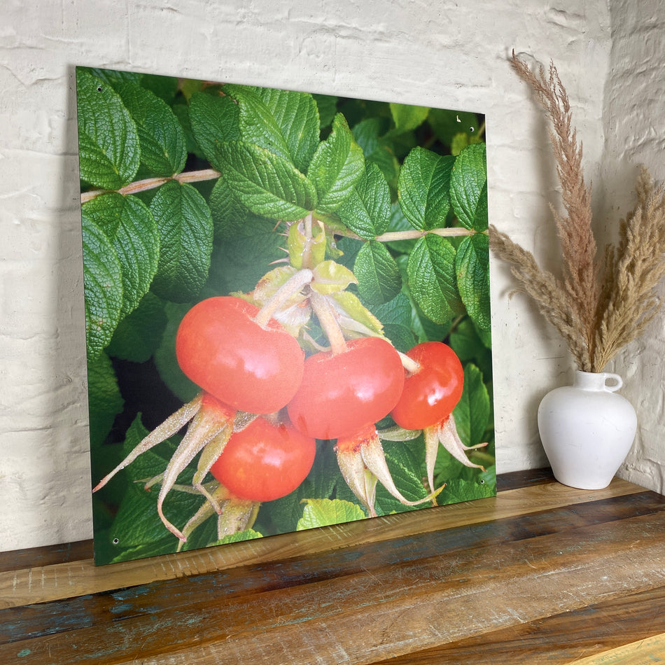 Bild Hagebutte 70x70 Wandbild Deko Fotodruck Natur