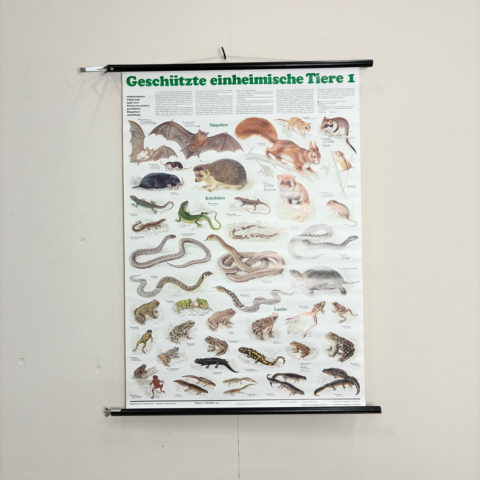 Vintage Schulkarte Geschützte einheimische Tiere Rollbild Biologie Lehrtafel Wanddeko