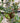 Gummibaum Pflanze Hydro 80cm im grauen Kübel Zimmerpflanze