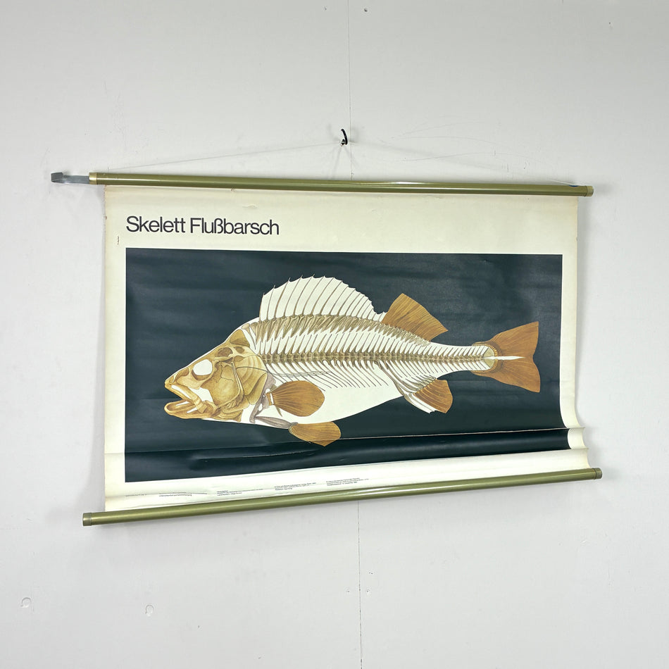 Vintage Schulkarte – Skelett Flußbarsch – Biologie Lehrtafel Rollbild Wanddeko