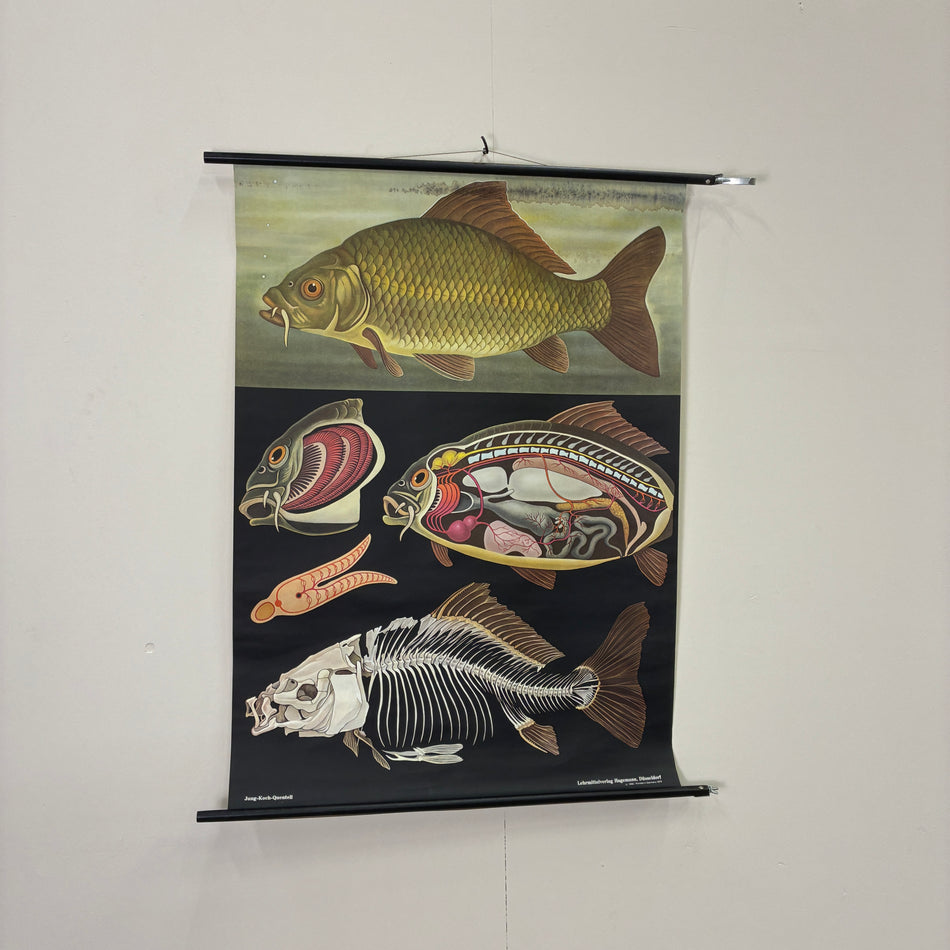 Vintage Schulkarte Karpfen  Fisch Anatomie Rollbild Lehrtafel Wanddeko