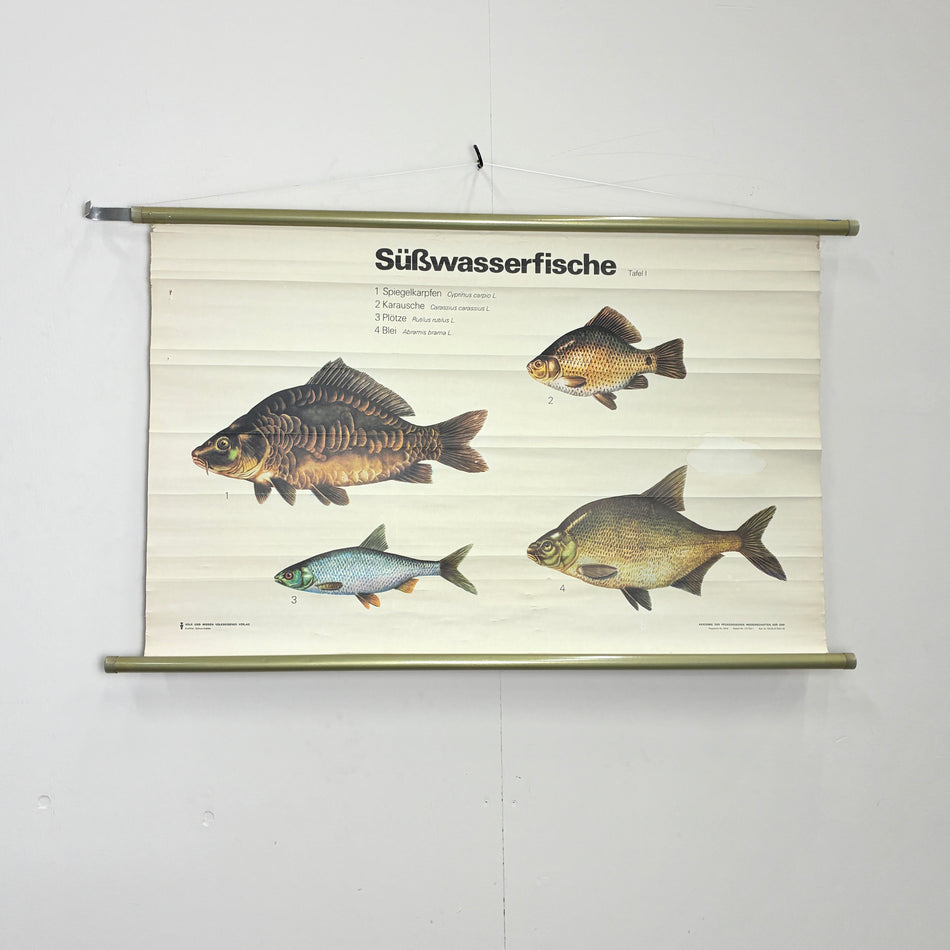 Vintage Schulkarte Süßwasserfische Biologie Rollbild Volk und Wissen Lehrtafel Wanddeko