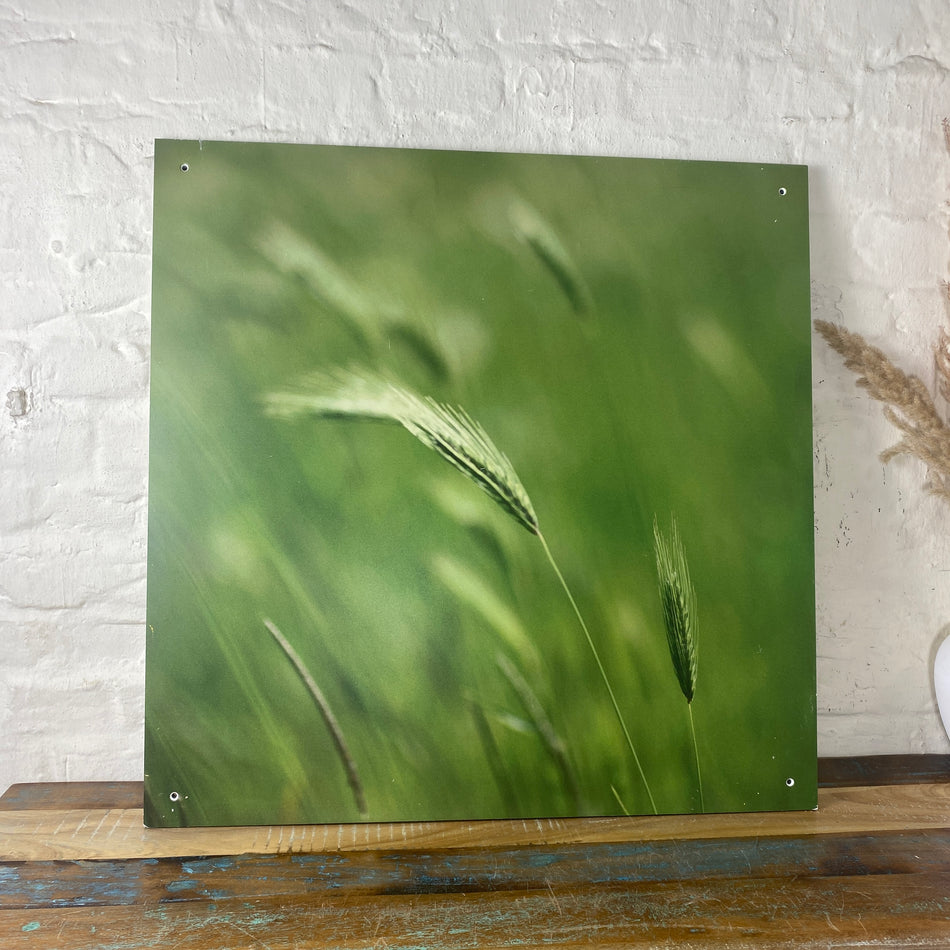 Bild Gerste 70x70 Wandbild Deko Fotodruck Natur