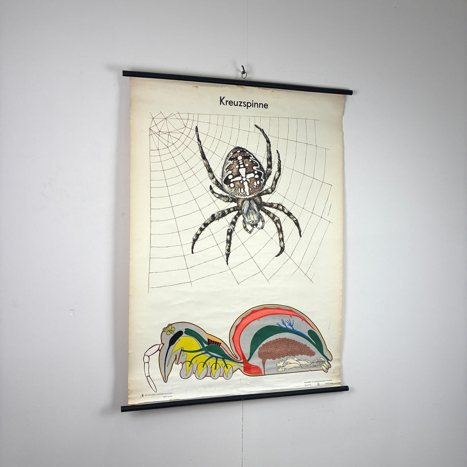 Vintage Schulkarte Kreuzspinne Biologie Rollbild  Lehrtafel Wanddeko
