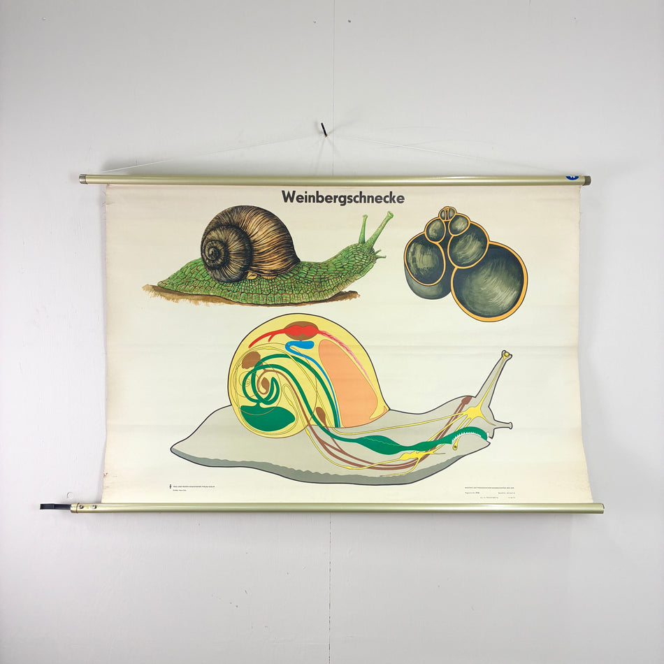 Vintage Schulkarte Weinbergschnecke Biologie Rollbild Volk und Wissen Lehrtafel Wanddeko