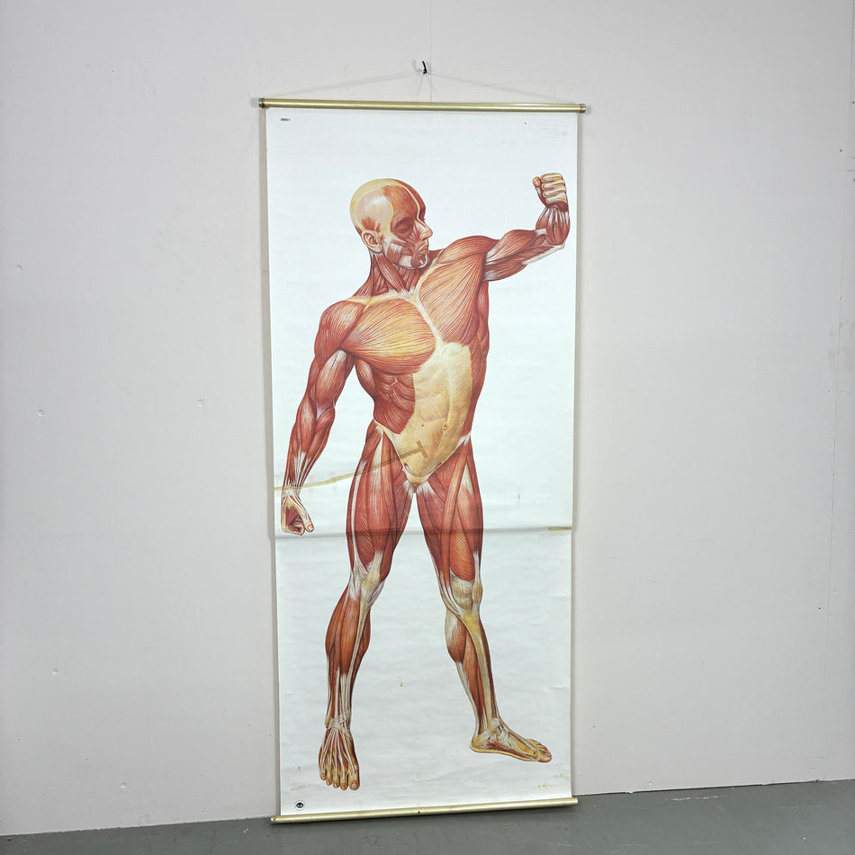 Vintage Schulkarte – Muskeln des Menschen – Biologie Lehrtafel Rollbild Wanddeko