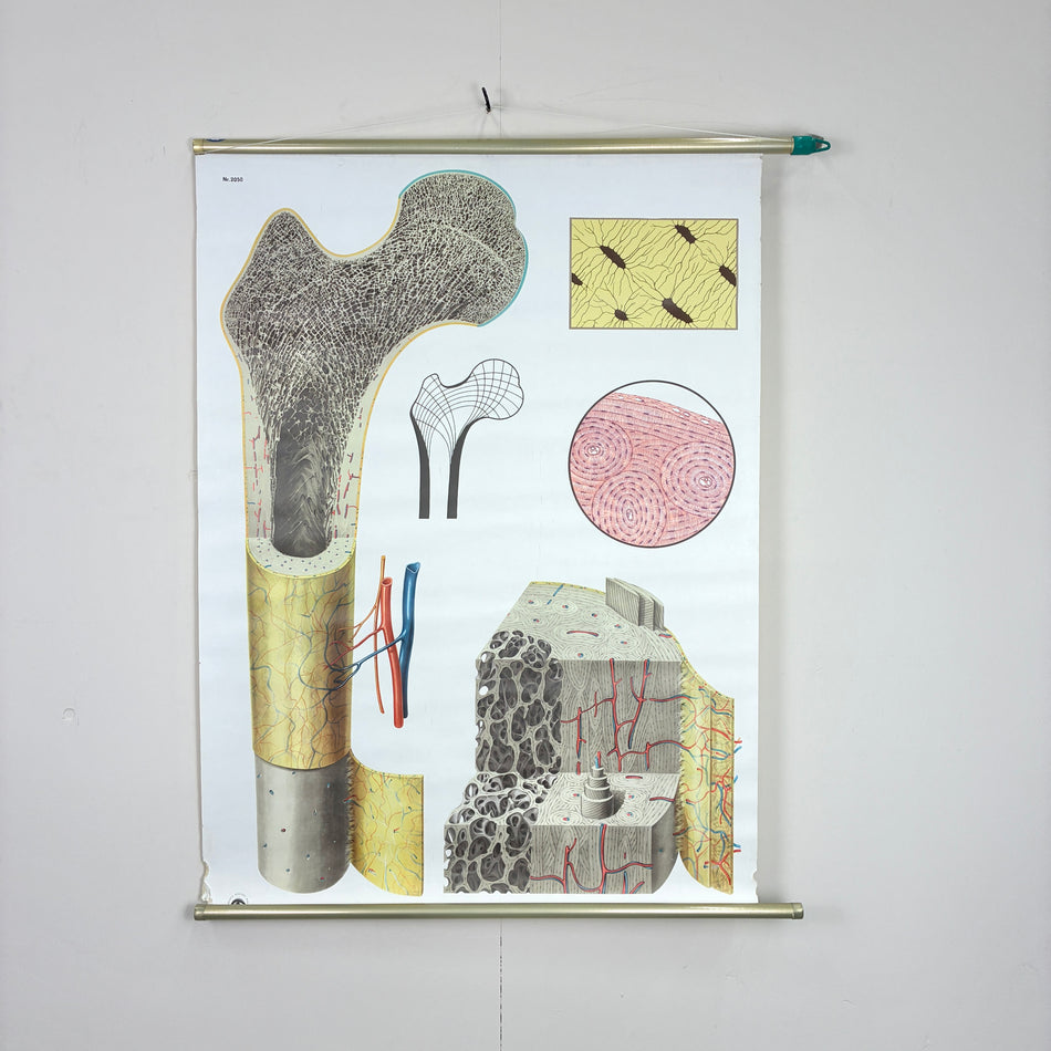 Vintage Schulkarte - Biologie Anatomie Bau des Knochens - Rollbild Lehrtafel Wanddeko