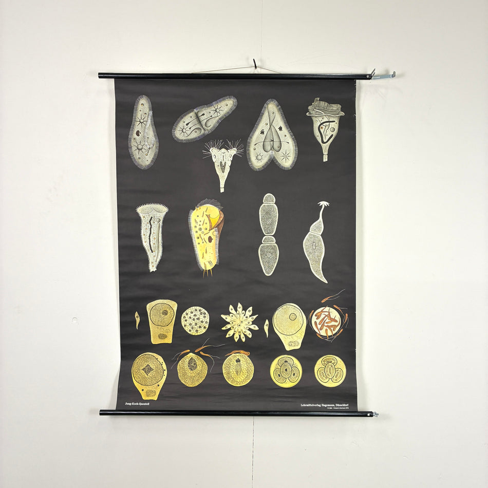 Vintage Schulkarte - Einzellige Organismen (Protozoen) - Rollbild Lehrtafel