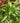 Hydro Dracaena Reflexa Drachenbaum Pleomele Zimmerpflanze Nr. 80