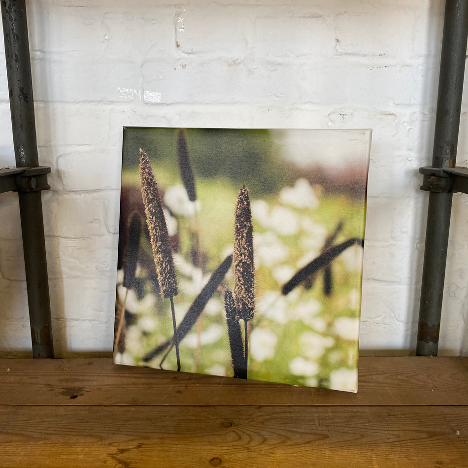 Wandbild Fotodruck auf Leinwand Spitzwegerich