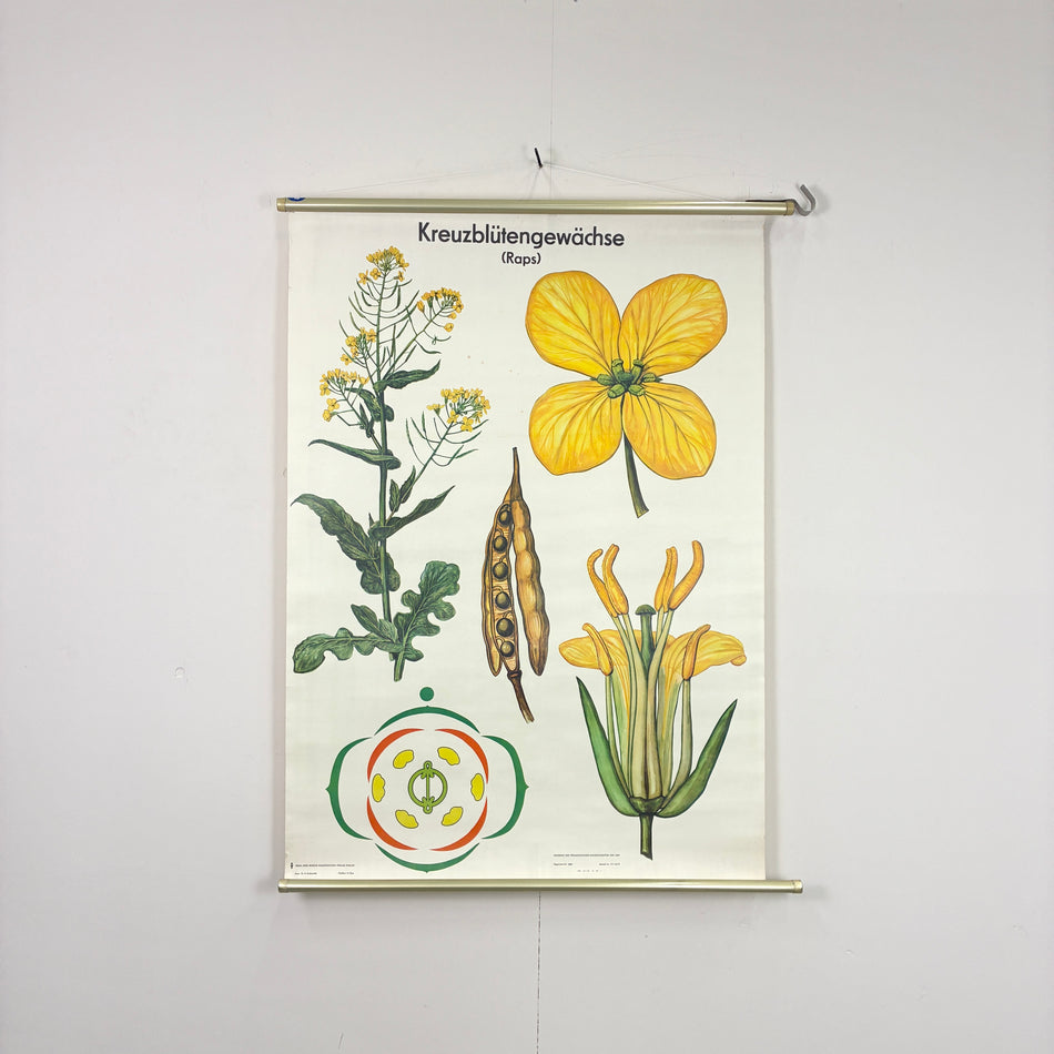 Vintage Schulkarte - Kreuzblütengewächse (Raps) - Rollbild Lehrtafel Wanddeko