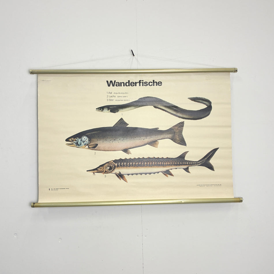 Vintage Schulkarte Wanderfische Biologie Rollbild Volk und Wissen Lehrtafel Wanddeko