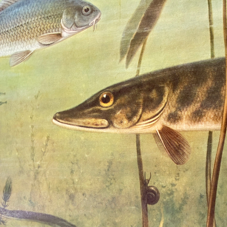 Vintage School Wall Chart – Freshwater Fish Pike & Largemouth Bass – Biology Educational Chart Roll, Used