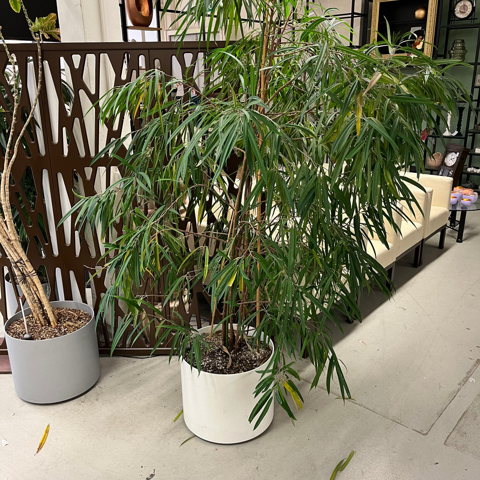 Langblättriger Feigenbaum