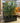 Großer Drachenbaum Pflanze ca. 185cm hoch Hydro Pflanze Nr. 53