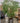 Riesige Hydro Birkenfeige ca. 200cm hoch Zimmerpflanze Nr. 47