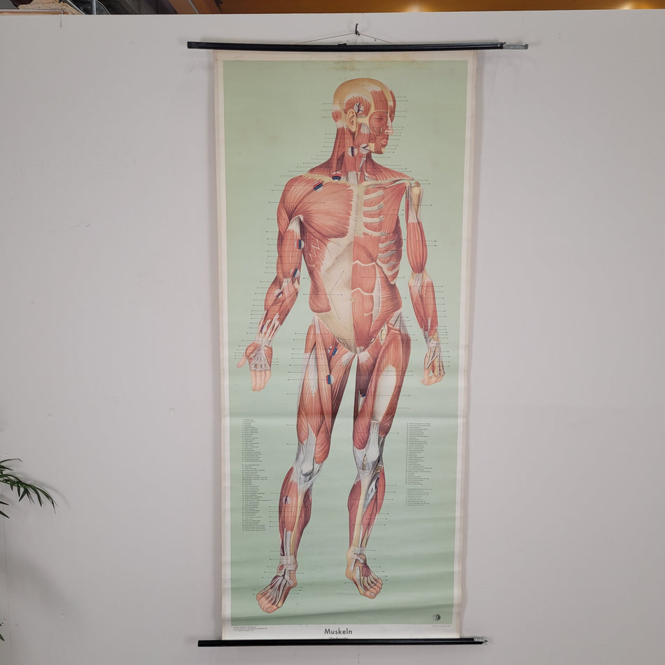 Vintage Schulwandkarte Muskeln Anatomie  – Lehrtafel Rollbild Wanddeko