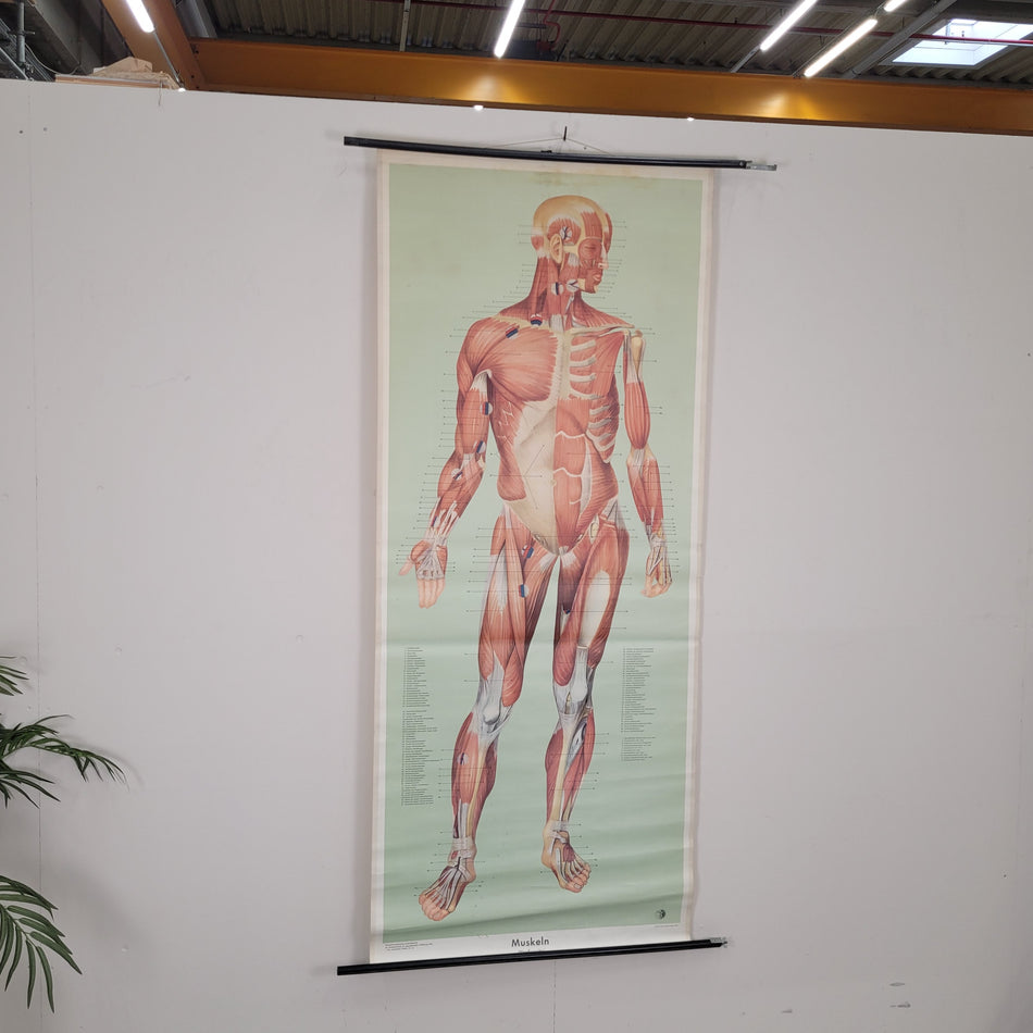 Vintage Schulwandkarte Muskeln Anatomie  – Lehrtafel Rollbild Wanddeko
