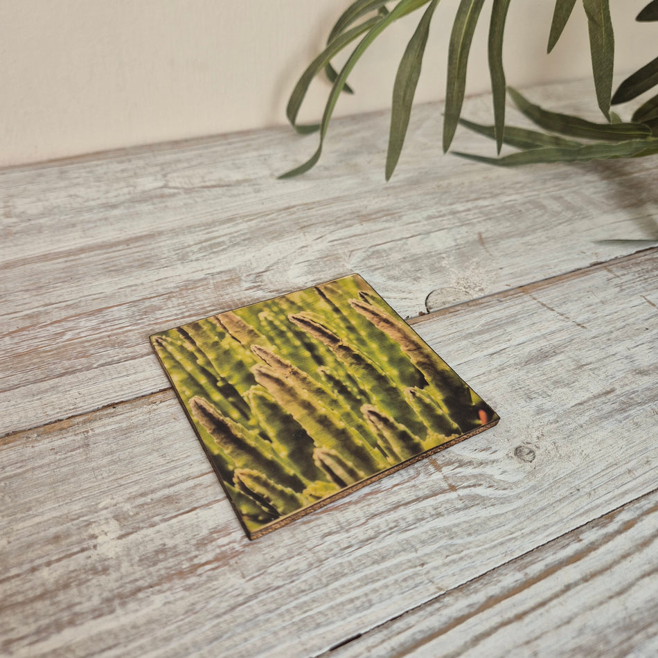 Untersetzer Kaktus Euphorbia erytrea Holz Quadratisch 10x10 Deko Küchenbedarf