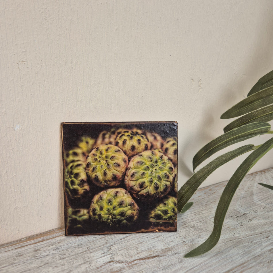 Untersetzer Kaktus Mammillaria compressa Holz Quadratisch 10x10 Deko Küchenbedarf
