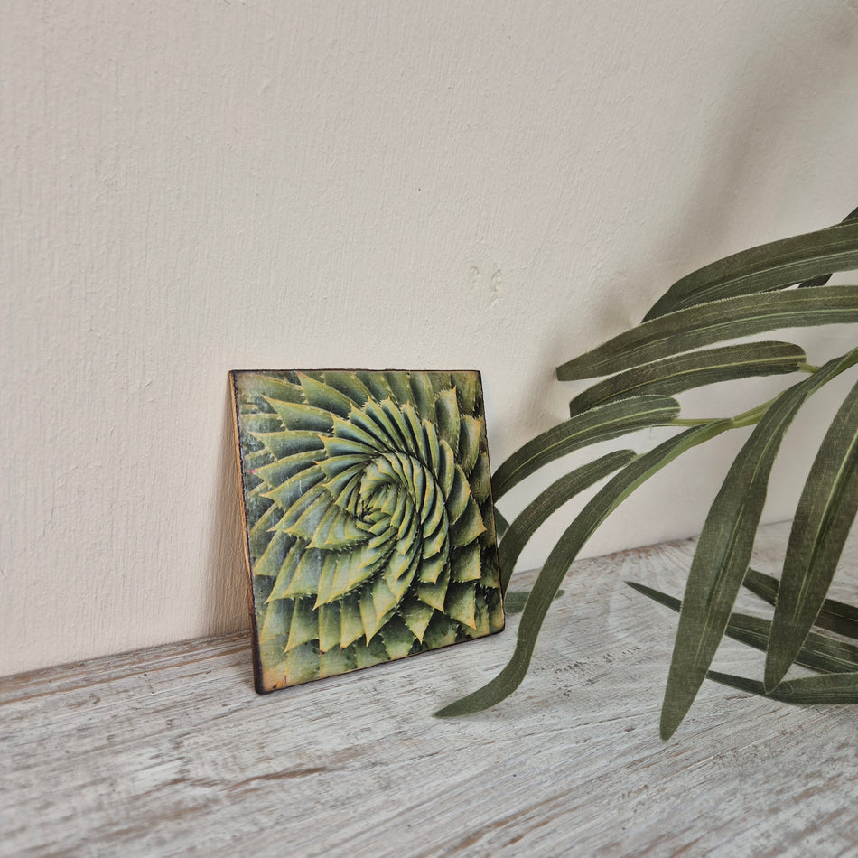 Untersetzer Sukkulente Agave Holz Quadratisch 10x10 Deko Küchenbedarf